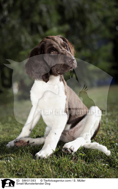 Small Munsterlander Dog / SM-01393