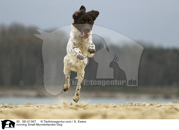 running Small Munsterlander Dog / SE-01367