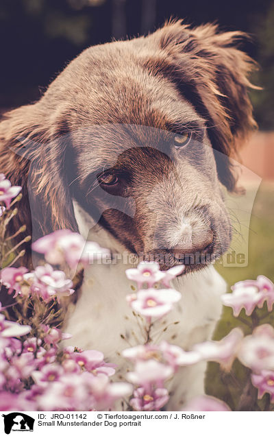 Small Munsterlander Dog portrait / JRO-01142