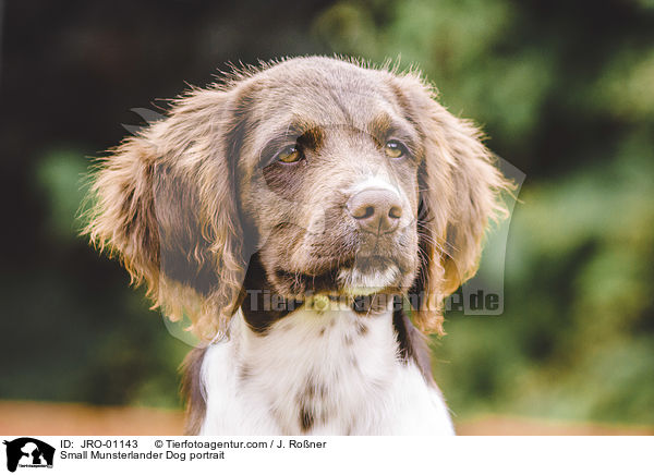 Small Munsterlander Dog portrait / JRO-01143