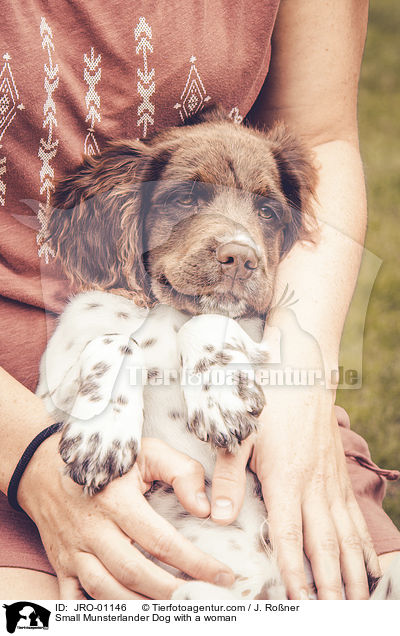 Small Munsterlander Dog with a woman / JRO-01146