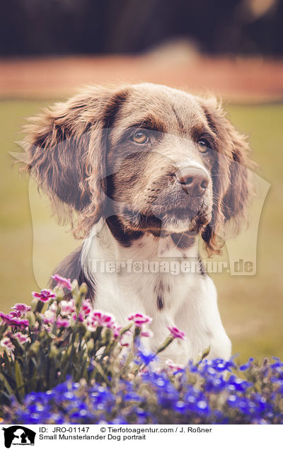Small Munsterlander Dog portrait / JRO-01147