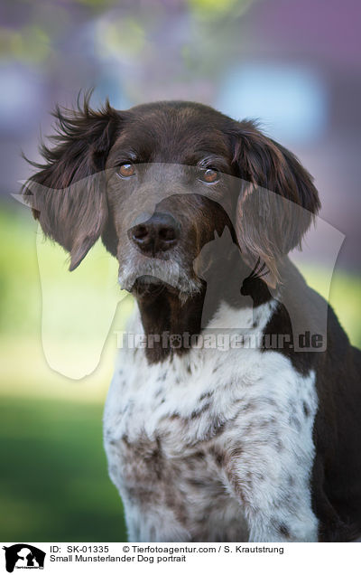 Small Munsterlander Dog portrait / SK-01335