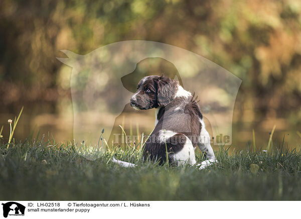 small munsterlander puppy / LH-02518