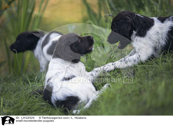 small munsterlander puppies / LH-02524