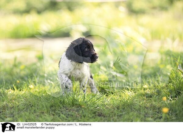 small munsterlander puppy / LH-02525
