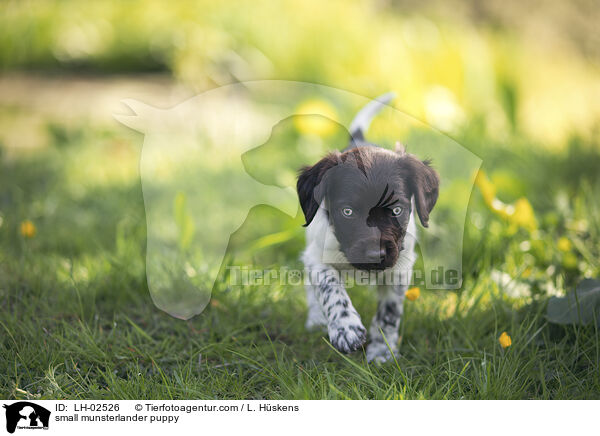 small munsterlander puppy / LH-02526