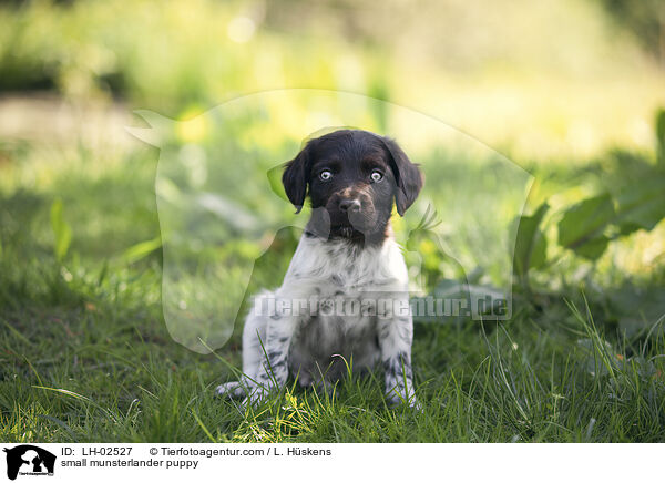 small munsterlander puppy / LH-02527