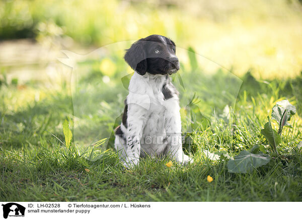 small munsterlander puppy / LH-02528