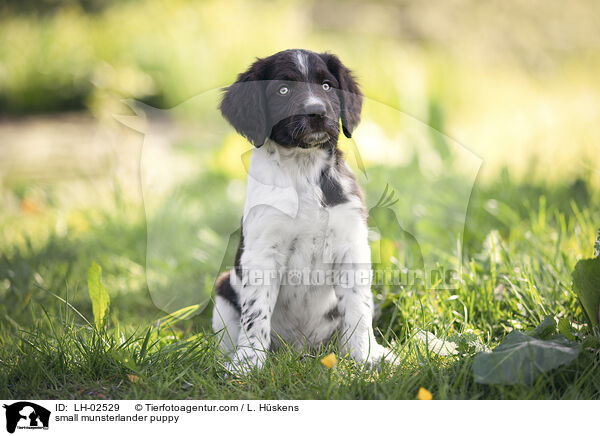 small munsterlander puppy / LH-02529
