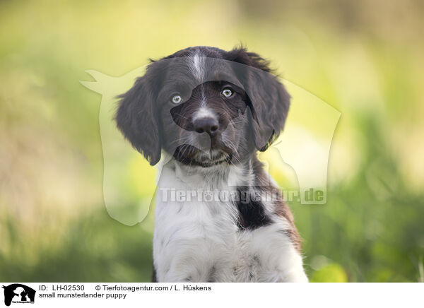 small munsterlander puppy / LH-02530