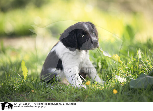 small munsterlander puppy / LH-02531