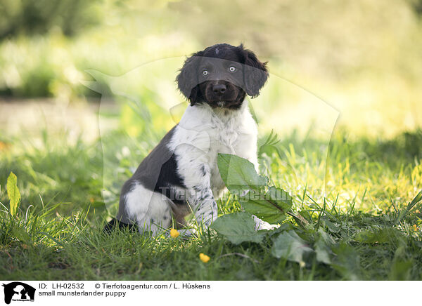 small munsterlander puppy / LH-02532