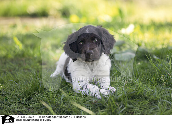 small munsterlander puppy / LH-02535