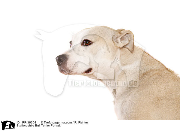 Staffordshire Bull Terrier Portrait / RR-36304