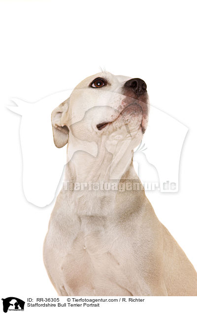 Staffordshire Bull Terrier Portrait / RR-36305