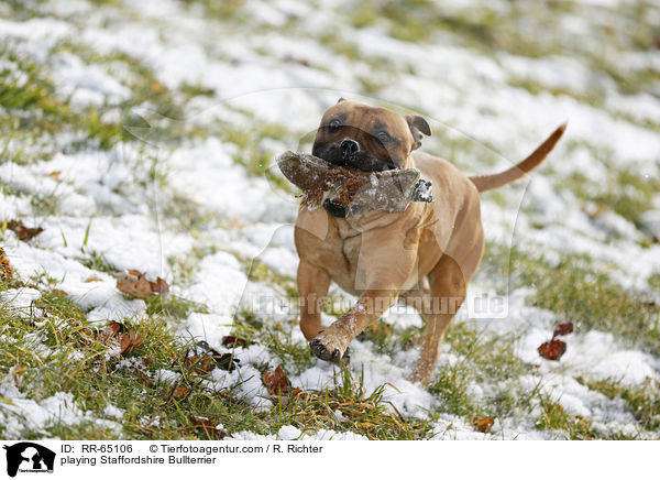 playing Staffordshire Bullterrier / RR-65106