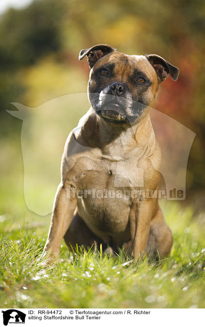 sitting Staffordshire Bull Terrier / RR-94472