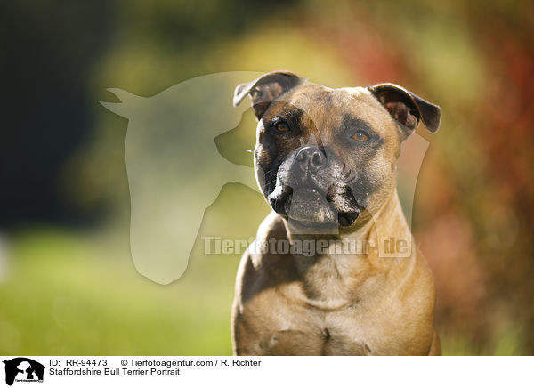 Staffordshire Bull Terrier Portrait / RR-94473