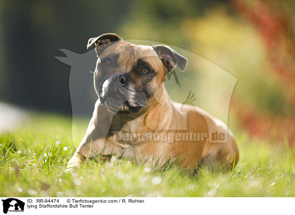lying Staffordshire Bull Terrier / RR-94474