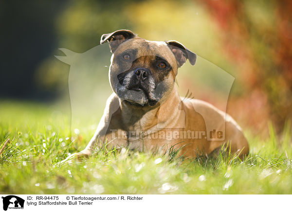 lying Staffordshire Bull Terrier / RR-94475