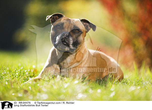 lying Staffordshire Bull Terrier / RR-94476