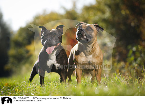2 Staffordshire Bull Terrier / RR-94478