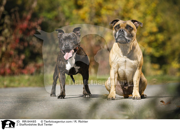 2 Staffordshire Bull Terrier / RR-94485
