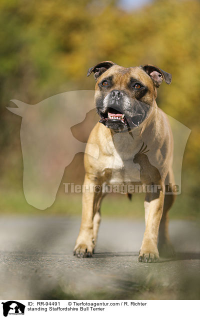 standing Staffordshire Bull Terrier / RR-94491