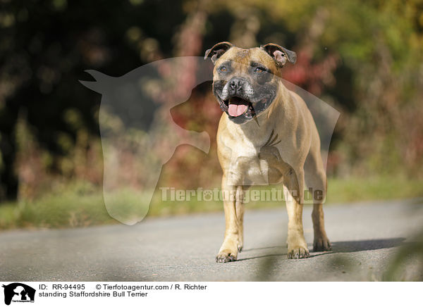 standing Staffordshire Bull Terrier / RR-94495