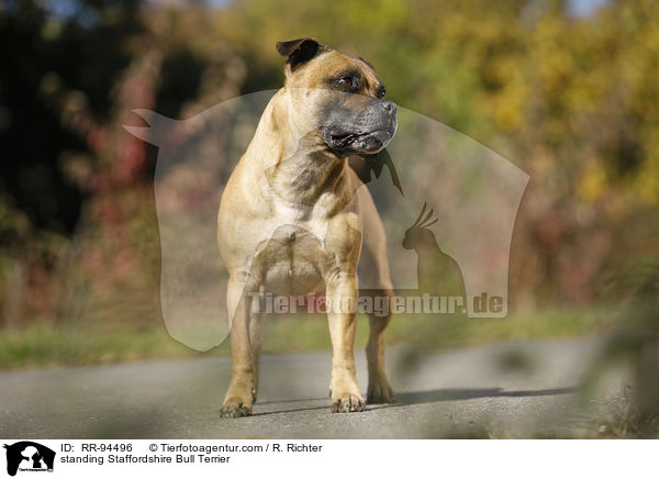 standing Staffordshire Bull Terrier / RR-94496