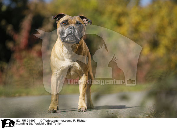 standing Staffordshire Bull Terrier / RR-94497