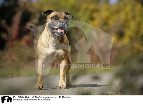 standing Staffordshire Bull Terrier / RR-94498
