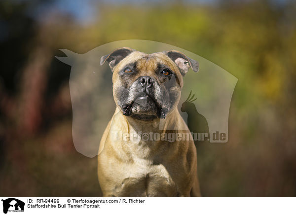 Staffordshire Bull Terrier Portrait / RR-94499