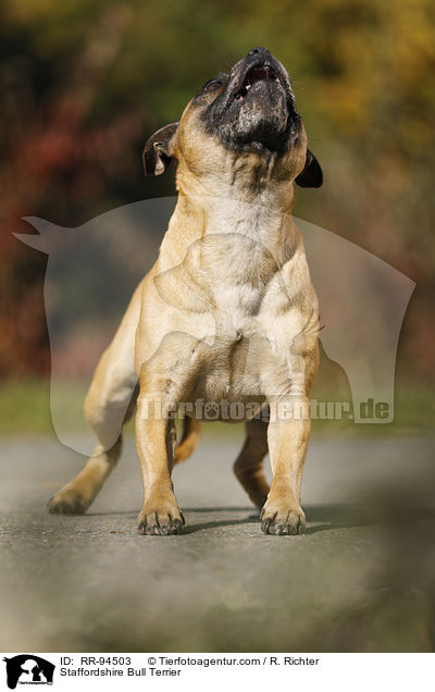 Staffordshire Bull Terrier / RR-94503