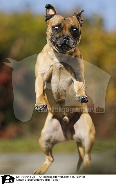 jumping Staffordshire Bull Terrier / RR-94505