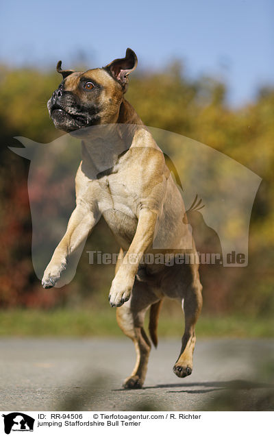 jumping Staffordshire Bull Terrier / RR-94506