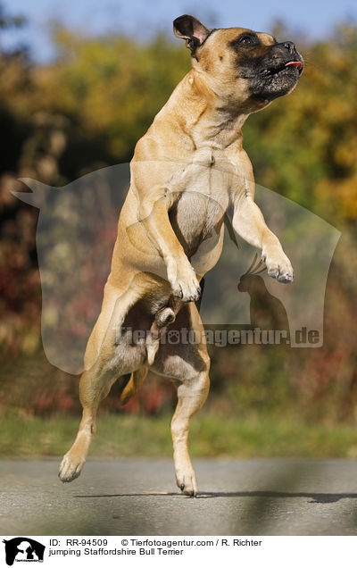 jumping Staffordshire Bull Terrier / RR-94509