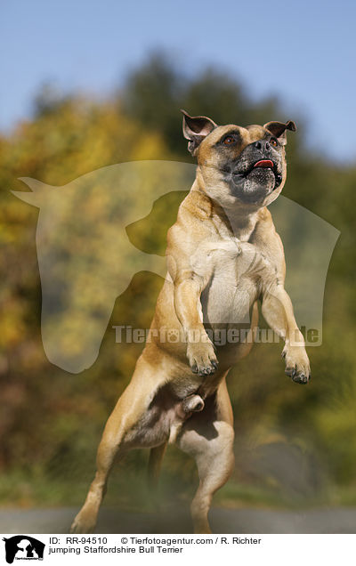 jumping Staffordshire Bull Terrier / RR-94510