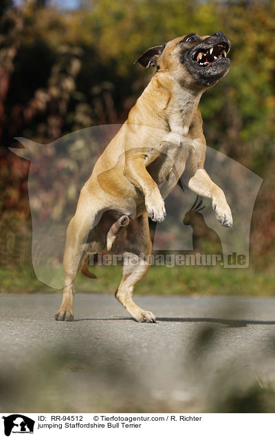 jumping Staffordshire Bull Terrier / RR-94512