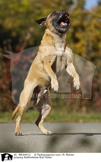 jumping Staffordshire Bull Terrier / RR-94513