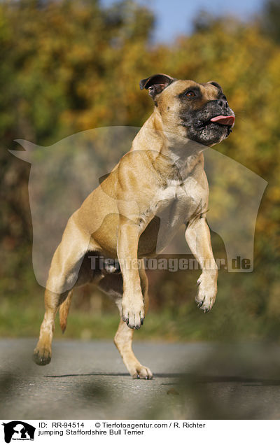jumping Staffordshire Bull Terrier / RR-94514