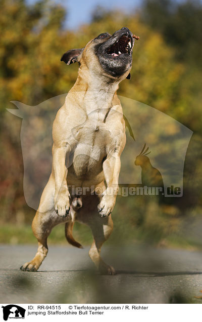 jumping Staffordshire Bull Terrier / RR-94515