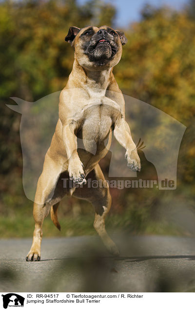 jumping Staffordshire Bull Terrier / RR-94517