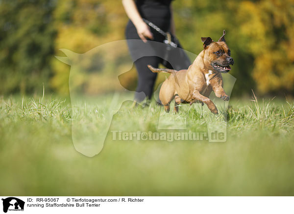 running Staffordshire Bull Terrier / RR-95067