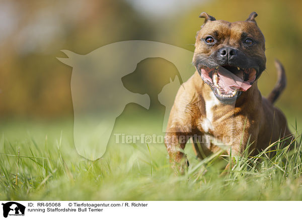 running Staffordshire Bull Terrier / RR-95068