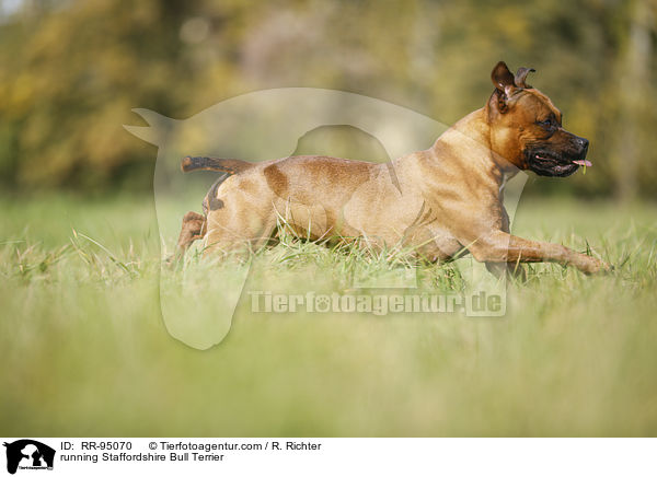 running Staffordshire Bull Terrier / RR-95070