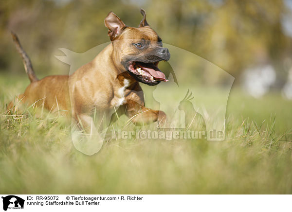 running Staffordshire Bull Terrier / RR-95072
