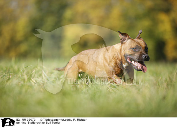 running Staffordshire Bull Terrier / RR-95073