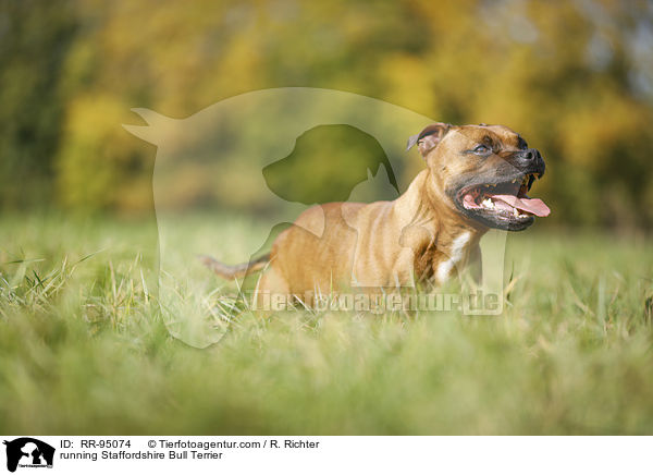 running Staffordshire Bull Terrier / RR-95074